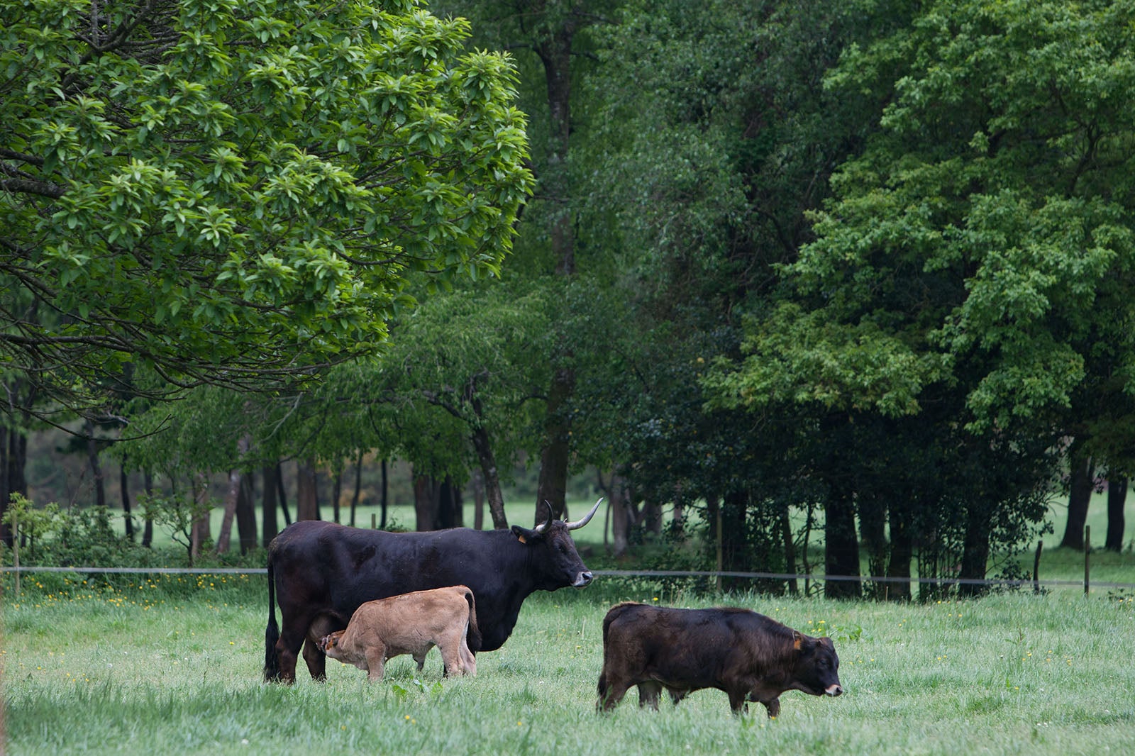A Xunta convoca as axudas para o fomento das razas autóctonas galegas A Xunta convoca as axudas para o fomento das razas autóctonas galegas