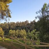 Vista del Palmeral de Elche. 