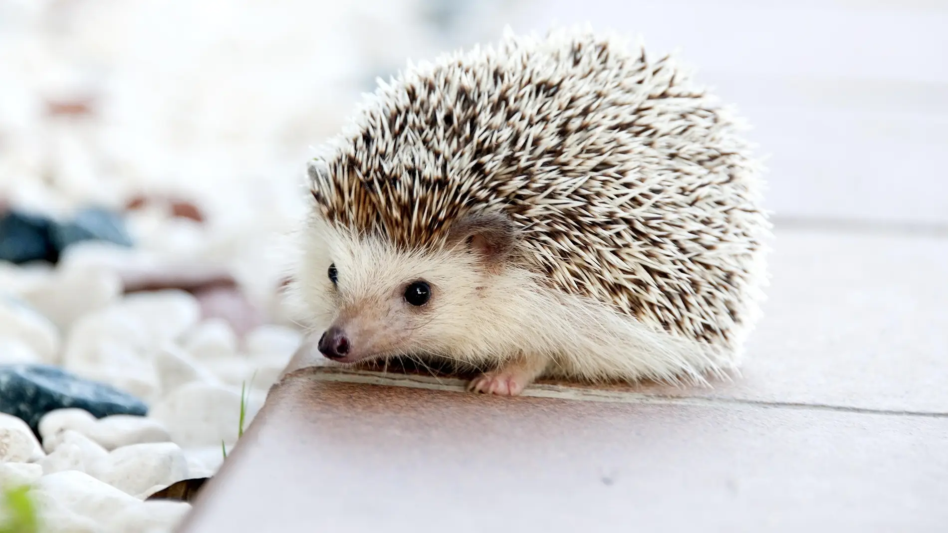 Mascotas prohibidas para tener en casa