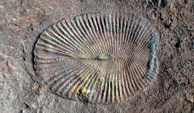 Los seres de Ediacara: ¿Los primeros animales herbívoros? Los seres de Ediacara: ¿Los primeros animales herbívoros?