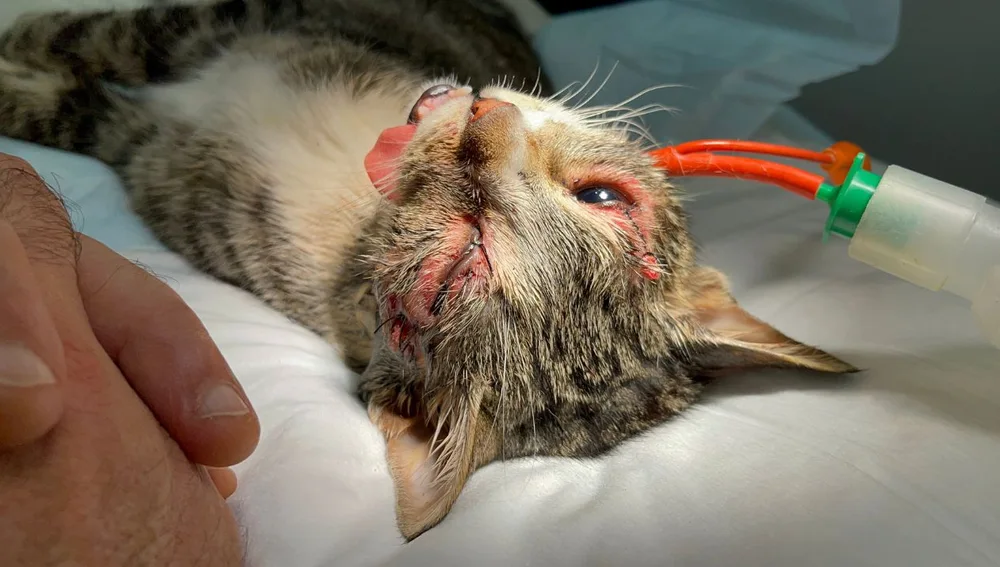 Operan con éxito a una gata que tenía una flecha que le atravesaba la cabeza