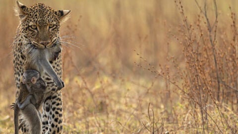 Fotografía de Igor Altuna que opta al Premio Wildlife Photographer of the Year