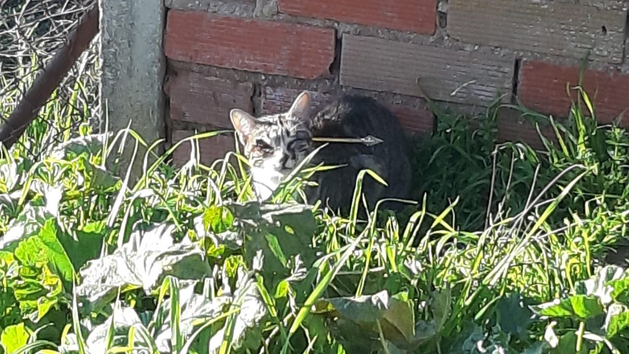 Operan con éxito a una gata que tenía una flecha que le atravesaba la cabeza Operan con éxito a una gata que tenía una flecha que le atravesaba la cabeza