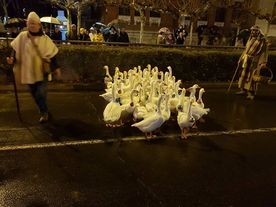 Las ocas de Miguelín volverán a ser uno de los principales atractivos de la Cabalgata de Reyes Las ocas de Miguelín volverán a ser uno de los principales atractivos de la Cabalgata de Reyes