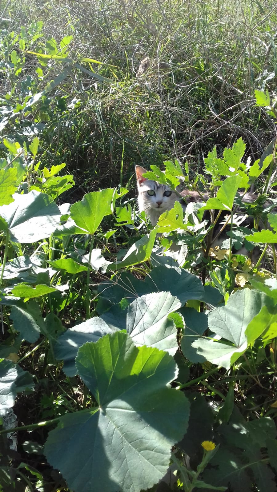 ¿Se puede operar un gato de colonia con problemas en los ojos? ¿Se puede operar un gato de colonia con problemas en los ojos?