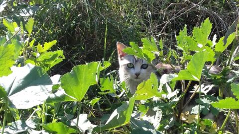 Gato de colonia con problemas en un ojo enviada por la oyente