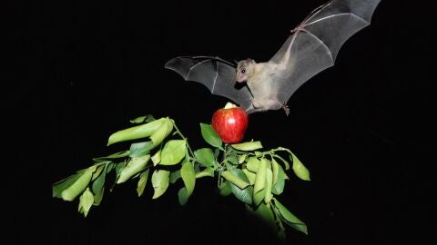 Drones para salvar a los murcielagos de las aspas en los parques eolicos