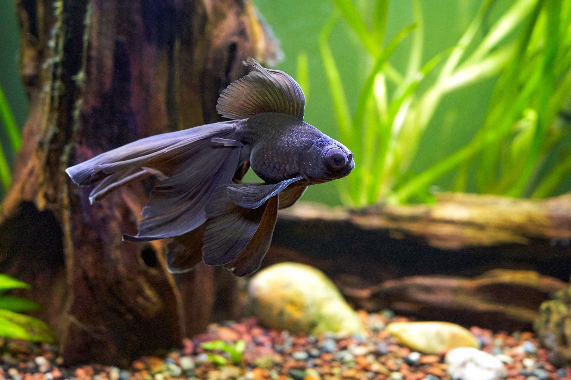 ¿Por qué mi pez ha cambiado de color? ¿Por qué mi pez ha cambiado de color?