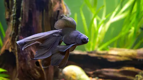 Pez telescopio Pez telescopio