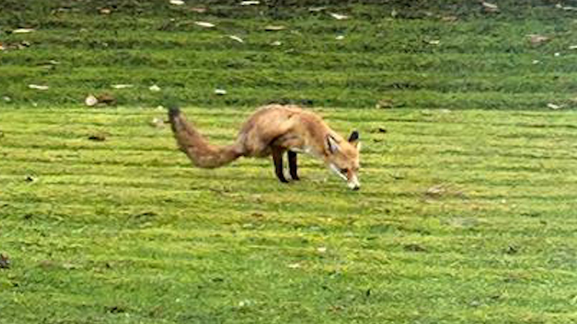 Foxy, el zorro bípedo de Reino Unido: "Nunca han visto nada igual, ya que técnicamente un zorro con dos patas no puede sobrevivir en libertad" Foxy, el zorro bípedo de Reino Unido: "Nunca han visto nada igual, ya que técnicamente un zorro con dos patas no puede sobrevivir en libertad"