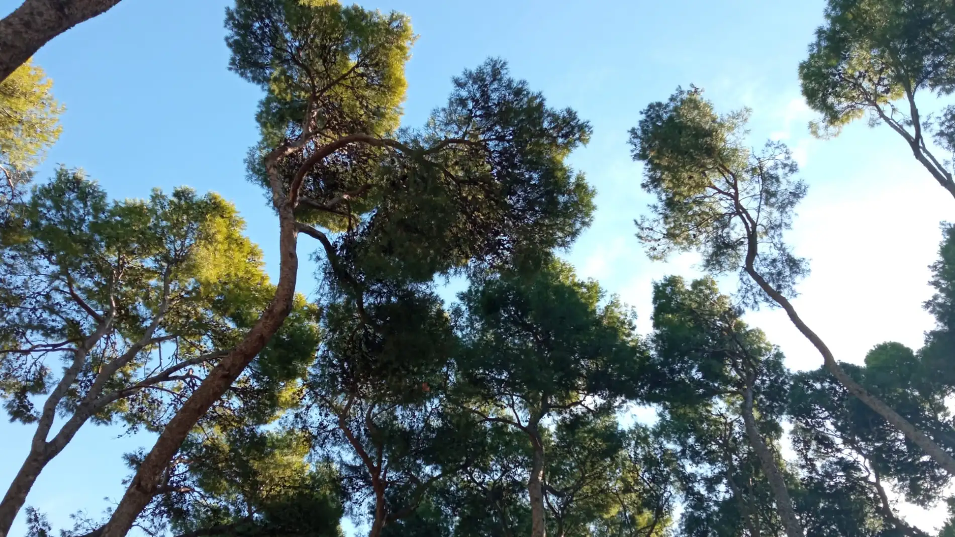 Huesca tendrá nuevas plantaciones de árboles próximamente.
