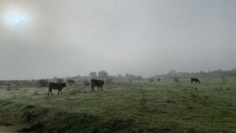 La alerta amarilla por niebla en diversas zonas de la regi&oacute;n se ampl&iacute;a hasta este viernes