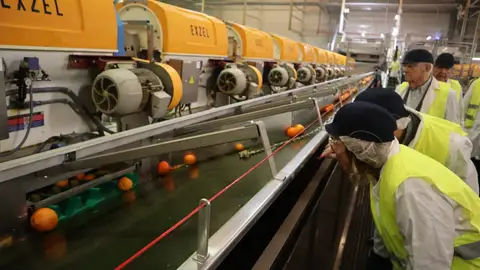 La consellera de Agricultura, Isaura Navarro, visita las instalaciones de ZUVAMESA en El Camp de Morvedre La consellera de Agricultura, Isaura Navarro, visita las instalaciones de ZUVAMESA en El Camp de Morvedre