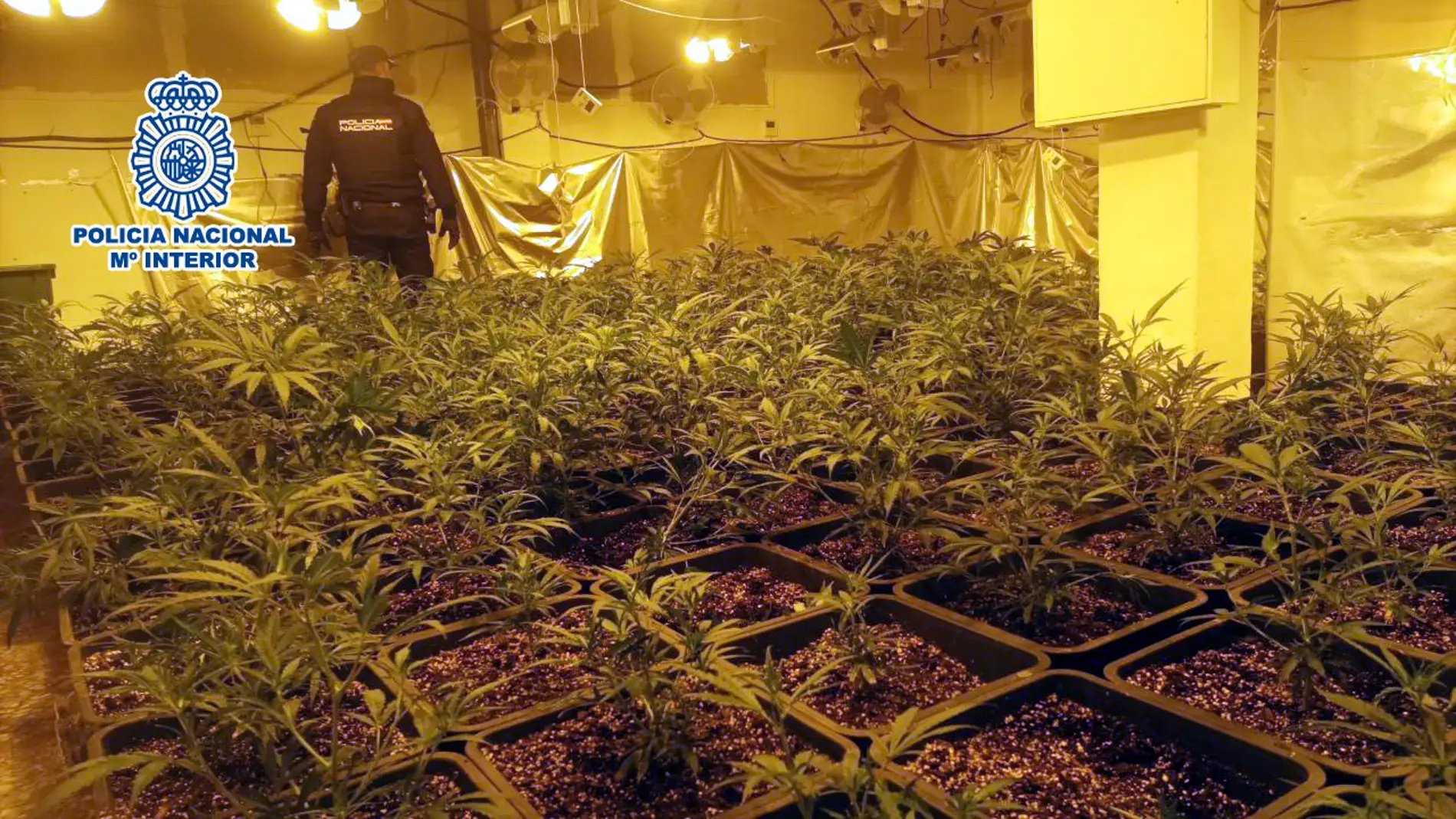Una operación conjunta de la Policía Nacional de Elche y Lorca acaba con una red que cultivaba y vendía marihuana.