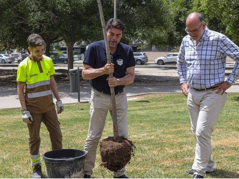 Alicante planta un millar de nuevos árboles en la campaña de invierno para la reposición de marras Alicante planta un millar de nuevos árboles en la campaña de invierno para la reposición de marras