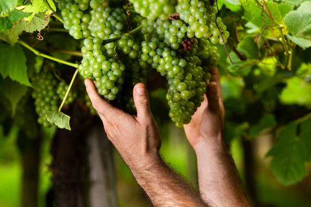 Un txakoli de calidad y mayor graduación Un txakoli de calidad y mayor graduación