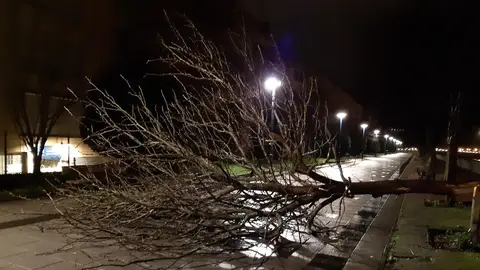 arbol caído arbol caído