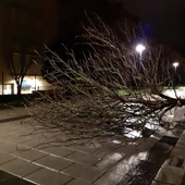 arbol caído arbol caído