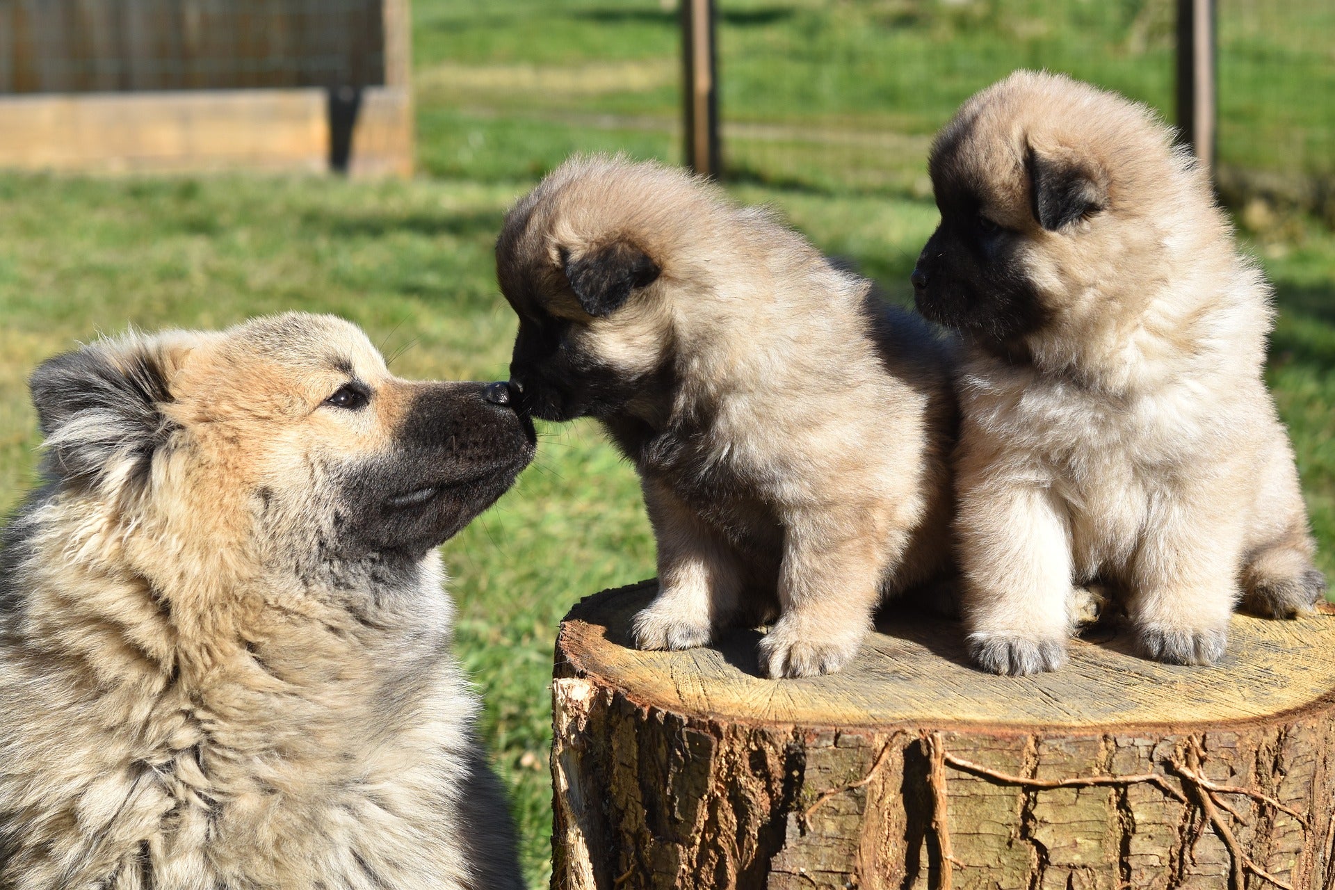 Hoy abordamos la relación materna de los cachorros tras el parto con Angel Osuna Hoy abordamos la relación materna de los cachorros tras el parto con Angel Osuna