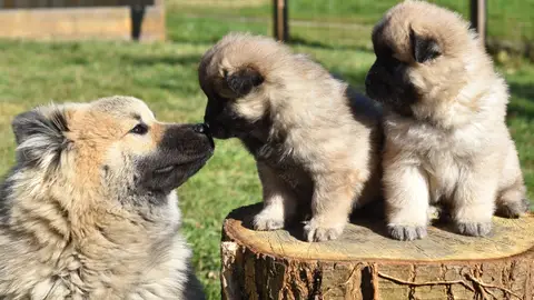 Hoy abordamos la relación materna de los cachorros tras el parto con Angel Osuna can