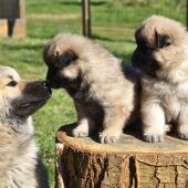 Hoy abordamos la relación materna de los cachorros tras el parto con Angel Osuna 