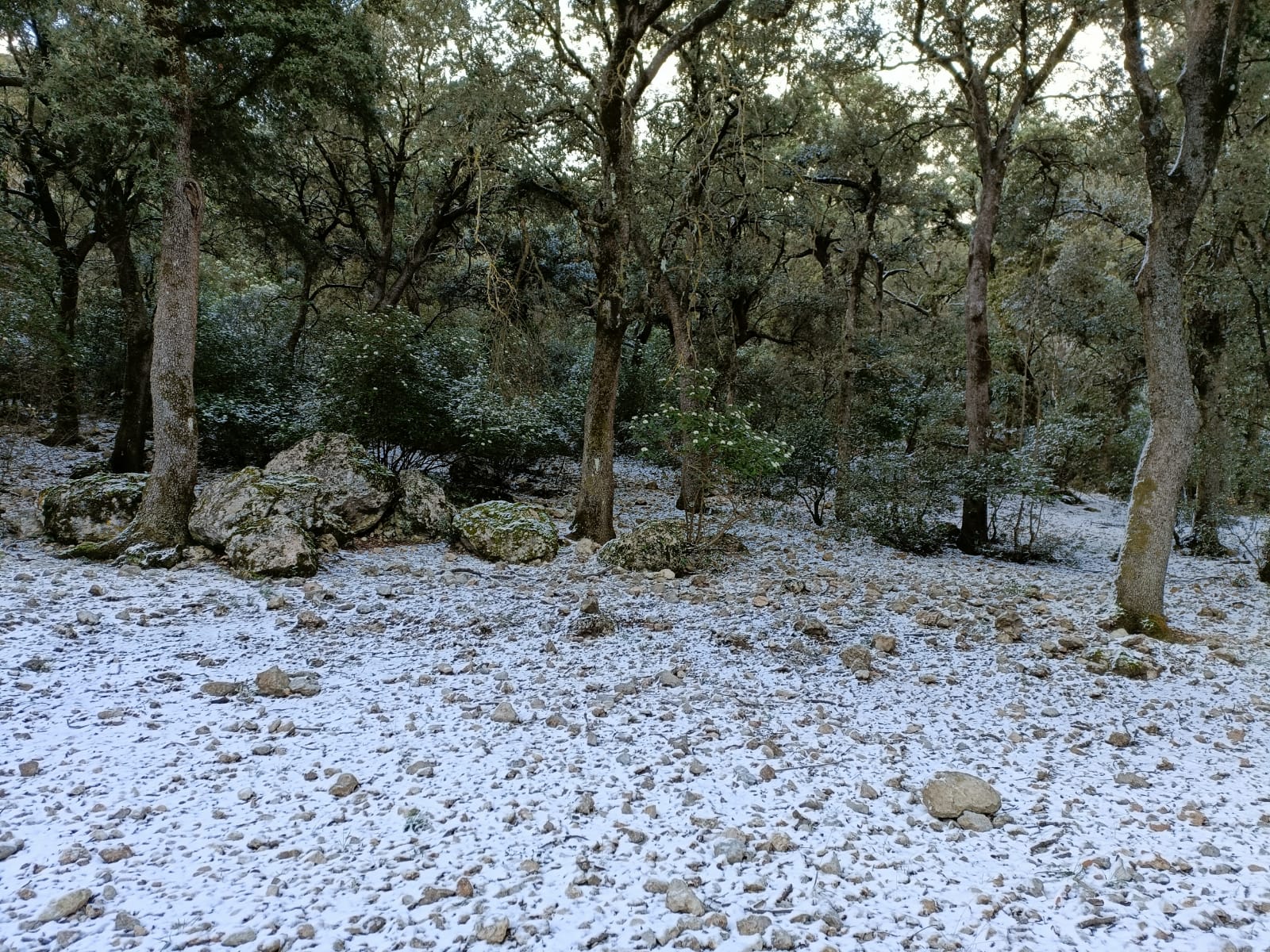 Las primeras nieves en Alicante y las fuertes rachas de viento continuarán mañana Las primeras nieves en Alicante y las fuertes rachas de viento continuarán mañana