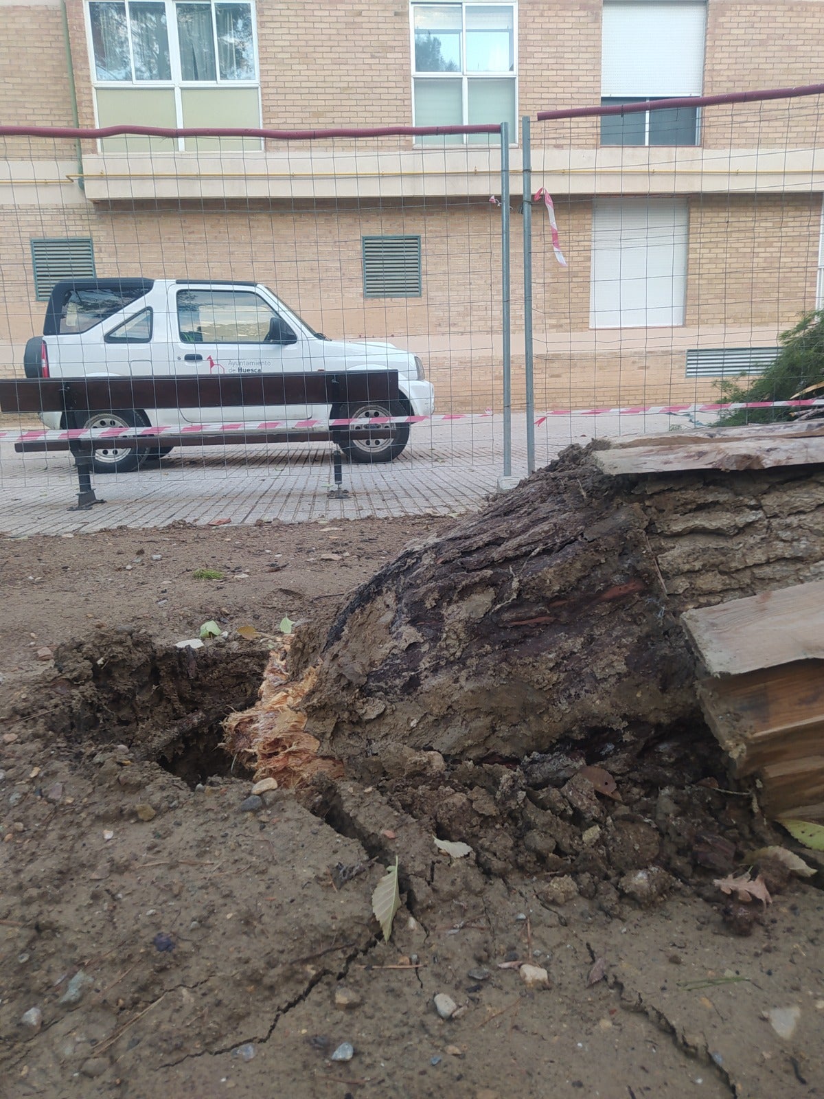 Retiran los pinos del parque San Martín por seguridad Retiran los pinos del parque San Martín por seguridad