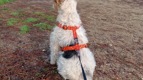 Dulce, la perra que nadie quiere adoptar por tener Leishmania