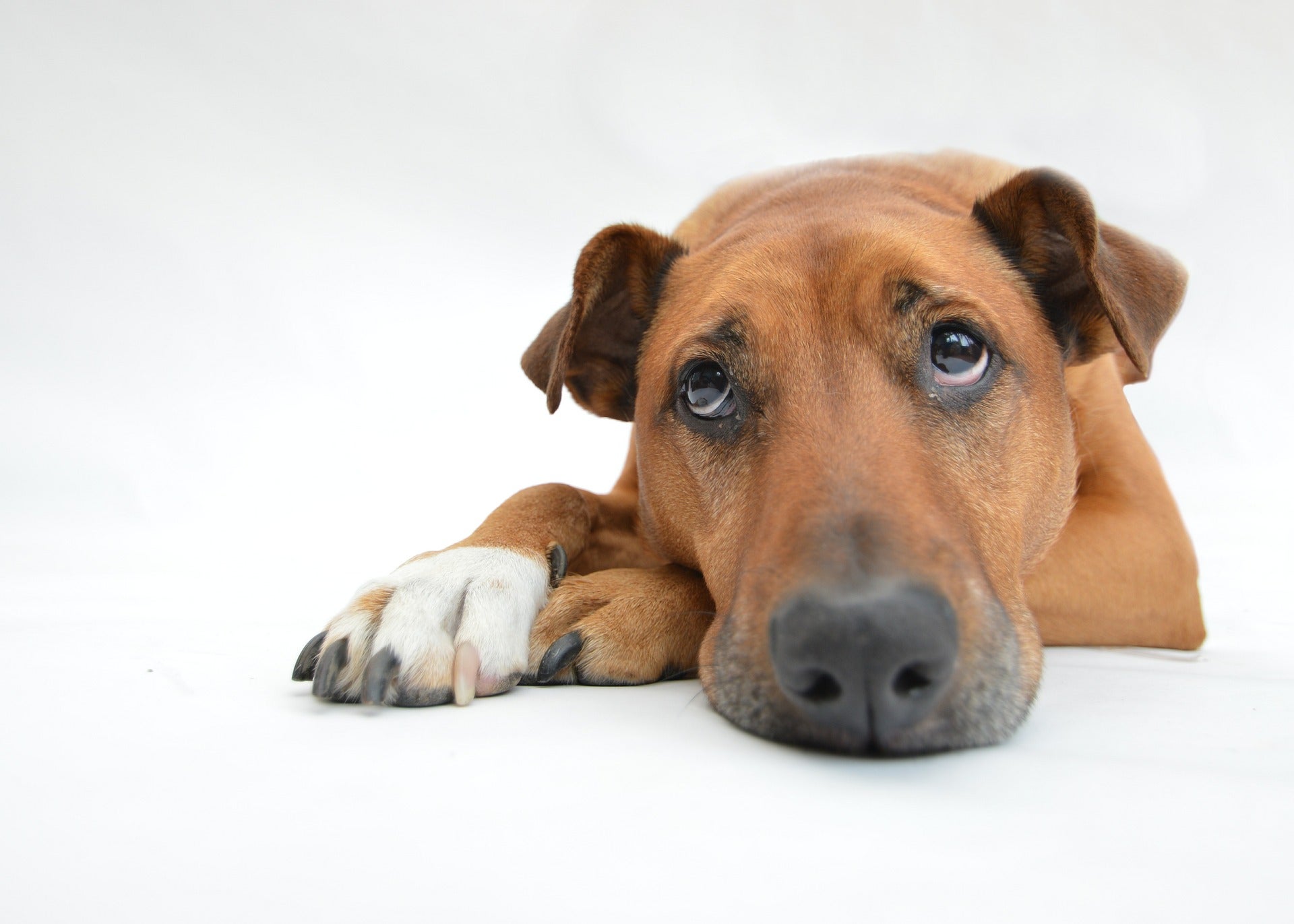 La importancia de la salud mental de nuestro perro hoy nos lo cuenta Angel Osuna La importancia de la salud mental de nuestro perro hoy nos lo cuenta Angel Osuna