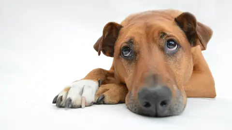 La importancia de la salud mental de nuestro perro hoy nos lo cuenta Angel Osuna can