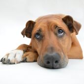 La importancia de la salud mental de nuestro perro hoy nos lo cuenta Angel Osuna 