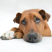 La importancia de la salud mental de nuestro perro hoy nos lo cuenta Angel Osuna La importancia de la salud mental de nuestro perro hoy nos lo cuenta Angel Osuna