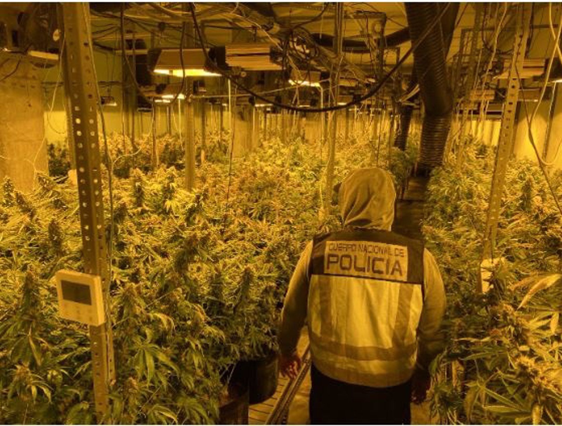 Detenidos seis miembros de un clan familiar con 1.500 plantas de marihuana en El Ejido Detenidos seis miembros de un clan familiar con 1.500 plantas de marihuana en El Ejido