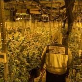 Seis detenidos de un clan familiar con 1.500 plantas de marihuana en viviendas de El Ejido