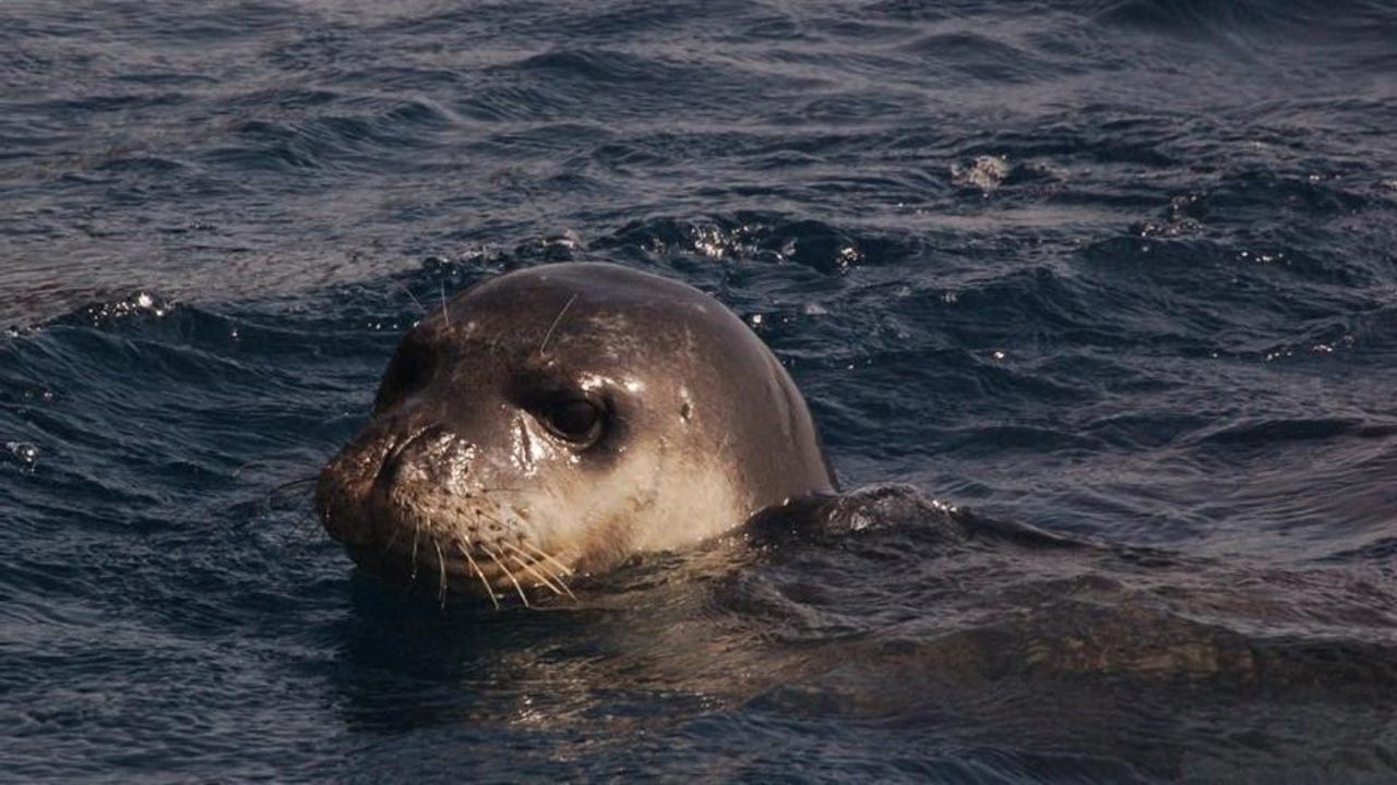 Identifican Rastros De Foca Monje Mediterr nea En Cabrera Y Sa identifican-rastros-de-foca-monje-mediterr-nea-en-cabrera-y-sa
