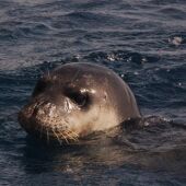 Identifican rastros de foca monje mediterránea en Cabrera y Sa Dragonera
