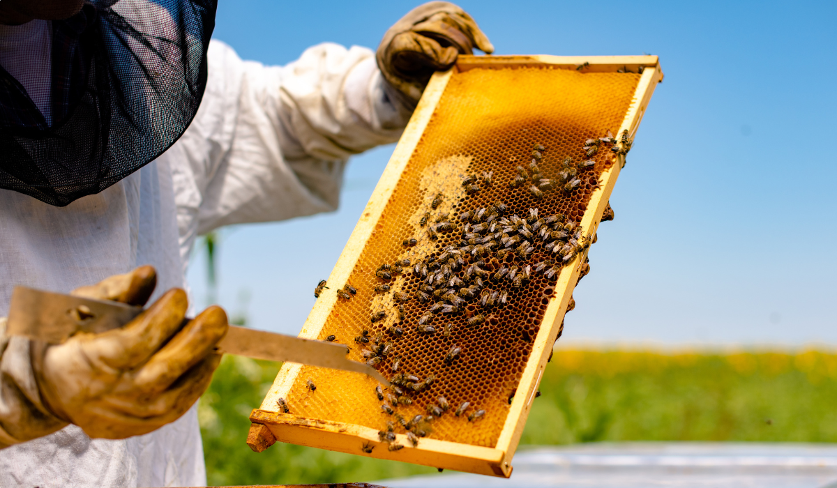 “Las abejas están en serio peligro” “Las abejas están en serio peligro”