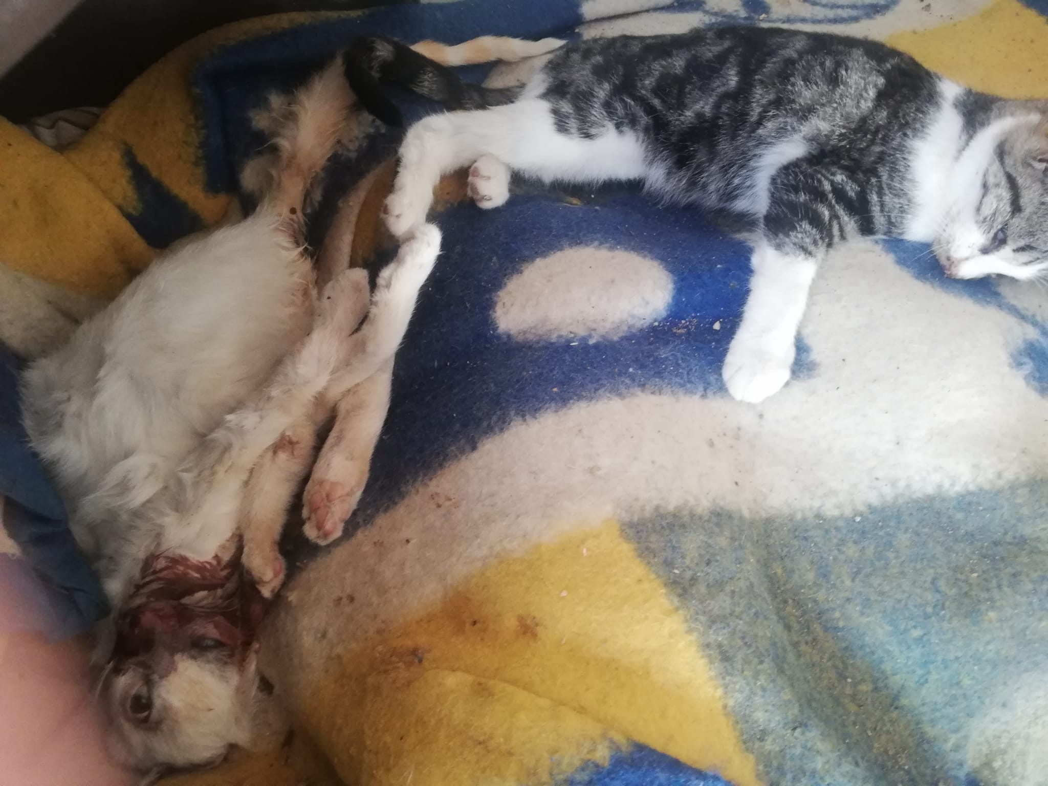 Varios gatos de una colonia de La Roda mueren tras sufrir el ataque de los perros azuzados por unos galgueros Varios gatos de una colonia de La Roda mueren tras sufrir el ataque de los perros azuzados por unos galgueros