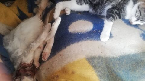 Gatos fallecidos tras el ataque de unos galgos en La Roda