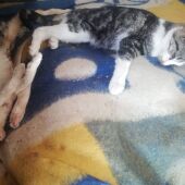 Gatos fallecidos tras el ataque de unos galgos en La Roda