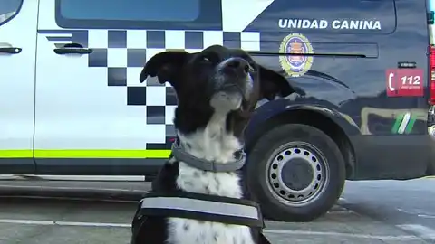 Hermes, el perro rescatado que acabó siendo perro policía Hermes, el perro rescatado que acabó siendo perro policía
