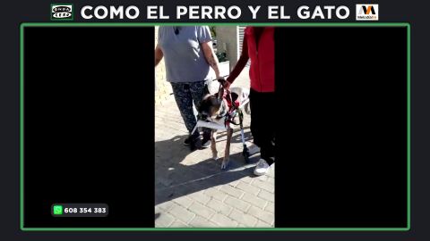 ¿Qué juegos son apropiados para una perra con discapacidad?