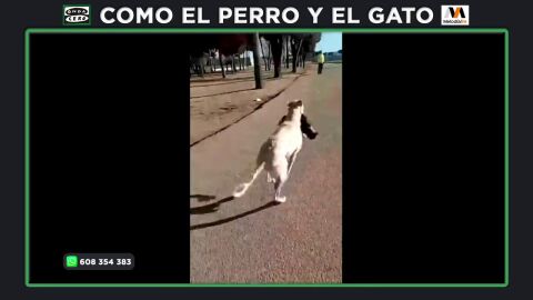 Varios gatos de una colonia de La Roda mueren tras sufrir el ataque de los perros azuzados por unos galgueros
