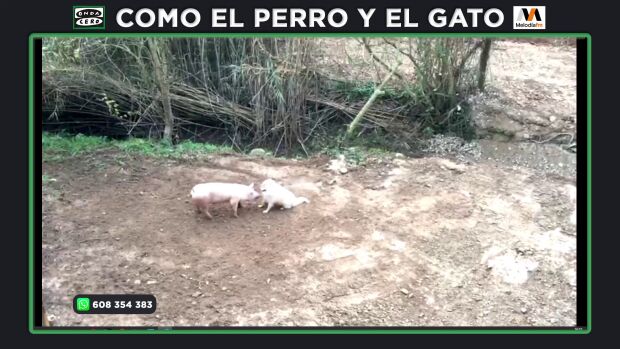 George, el cerdo doméstico abandonado que ordenaron sacrificar cuando iba a ser rescatado en un santuario