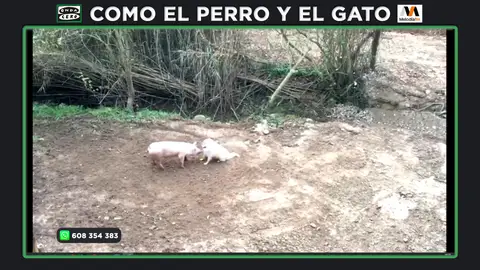 George, el cerdo doméstico abandonado que ordenaron sacrificar cuando iba a ser rescatado en un santuario George, el cerdo doméstico abandonado que ordenaron sacrificar cuando iba a ser rescatado en un santuario