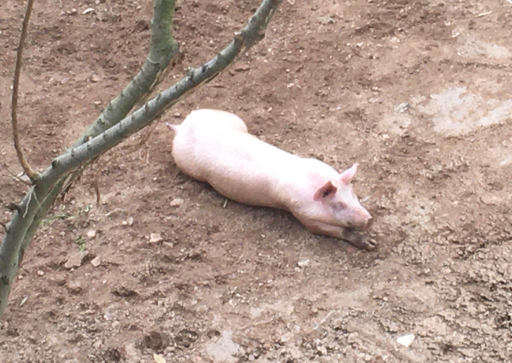 George, el cerdo doméstico abandonado que ordenaron sacrificar cuando iba a ser rescatado en un santuario George, el cerdo doméstico abandonado que ordenaron sacrificar cuando iba a ser rescatado en un santuario