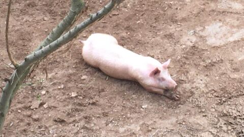George, el cerdo dom&eacute;stico sacrificado en Saus, Camallera i Llampaies (Girona)