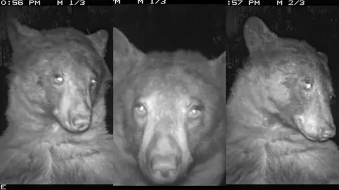 Un oso descubrió una cámara trampa y se hizo 400 selfies Un oso descubrió una cámara trampa y se hizo 400 selfies