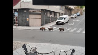 O Psoe demanda que o concello poña en marcha un plan conta os xabarís O Psoe demanda que o concello poña en marcha un plan conta os xabarís