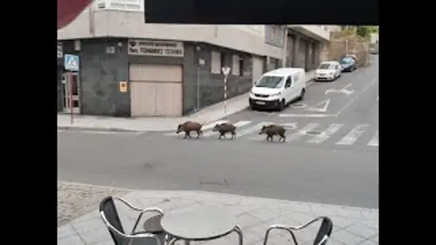 O Psoe demanda que o concello poña en marcha un plan conta os xabarís O Psoe demanda que o concello poña en marcha un plan conta os xabarís